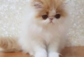 Exotic Persian kittens for sale