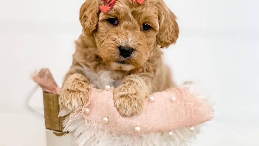 Stunning litter of Cavoodle puppies for sale