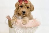 Stunning litter of Cavoodle puppies for sale