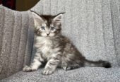 Mainecoon for sale