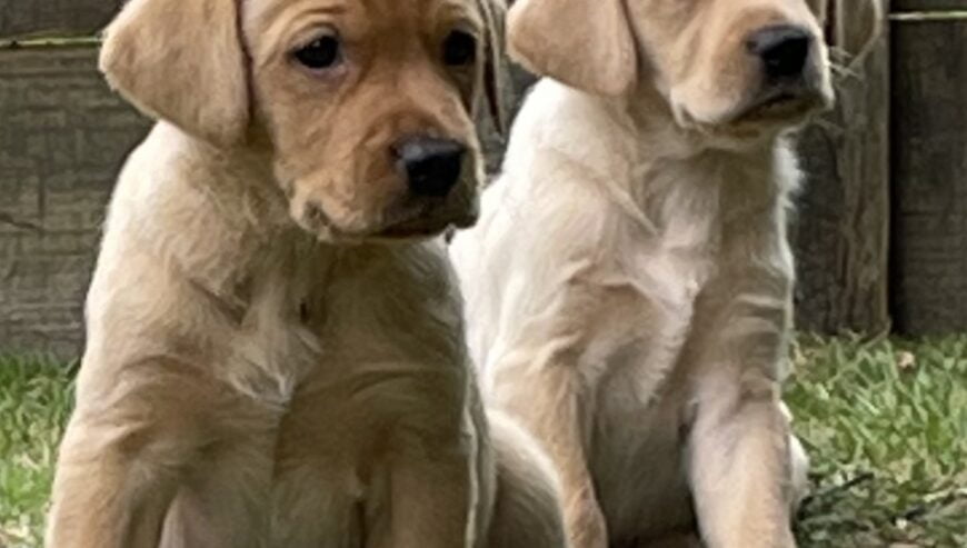 Labrador-Retriever-Puppies1
