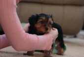 Healthy and adorable Yorkie Puppies available