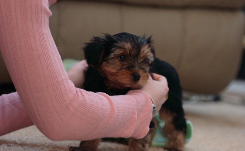 Healthy and adorable Yorkie Puppies available