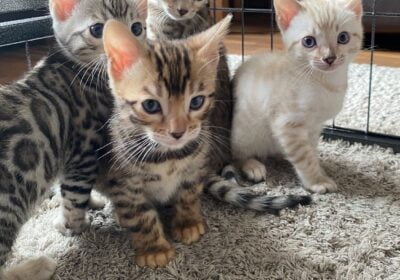 bengal-kittens-available-60a11b5d94f9e