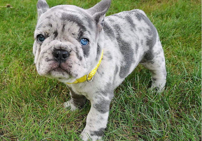 French Bulldog Puppies Mixed Litters