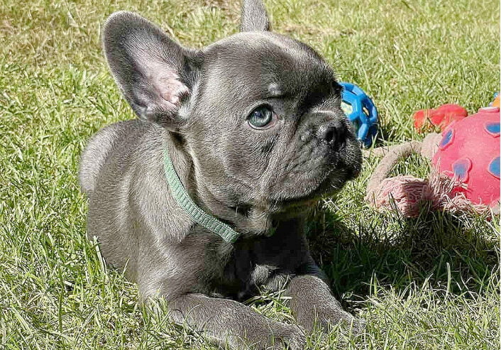 French Bulldog Puppies Mixed Litters