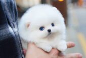 Toy Pomeranian puppies for sale