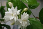 Wholesale of Jasmine from the manufacturer at optimal prices